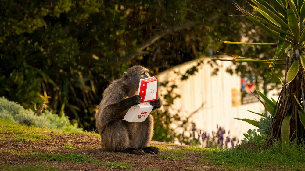 Baboon Life in Cape Town, South Africa A habituated wild baboons raiding a City of Cape Town municipal bin in Cape Town, South Africa on August 4,2024. In Cape Town, South Africa, the coexistence of humans and Chacma baboons in urban areas, particularly in villages like Kommetjie, has led to increasing tensions and conflicts. Despite efforts under the City of Cape Town s Baboon Strategic Management Plan, which involves tracking, educating residents, and reducing baboon harm, hostilities between baboons and humans, including attacks on pets and property damage, continue to rise. The presence of baboons, who forage and sleep within urban spaces, has divided the community, pitting animal rights activists against frustrated residents. A recen Copyright: xMatrixxImagesx/xAlanxvanxGysenx No Use Switzerland. No Use Germany. No Use Austria