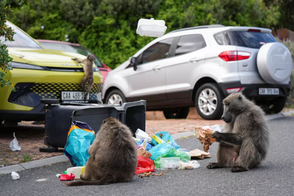 Chacma baboons eat as a juvenile plays on a vehicle during a raid on refuse bins by a troop of Chacma baboons foraging in the residential neighborhood of Capri in Cape Town, South Africa, October 14, 2024. REUTERS/Nic Bothma