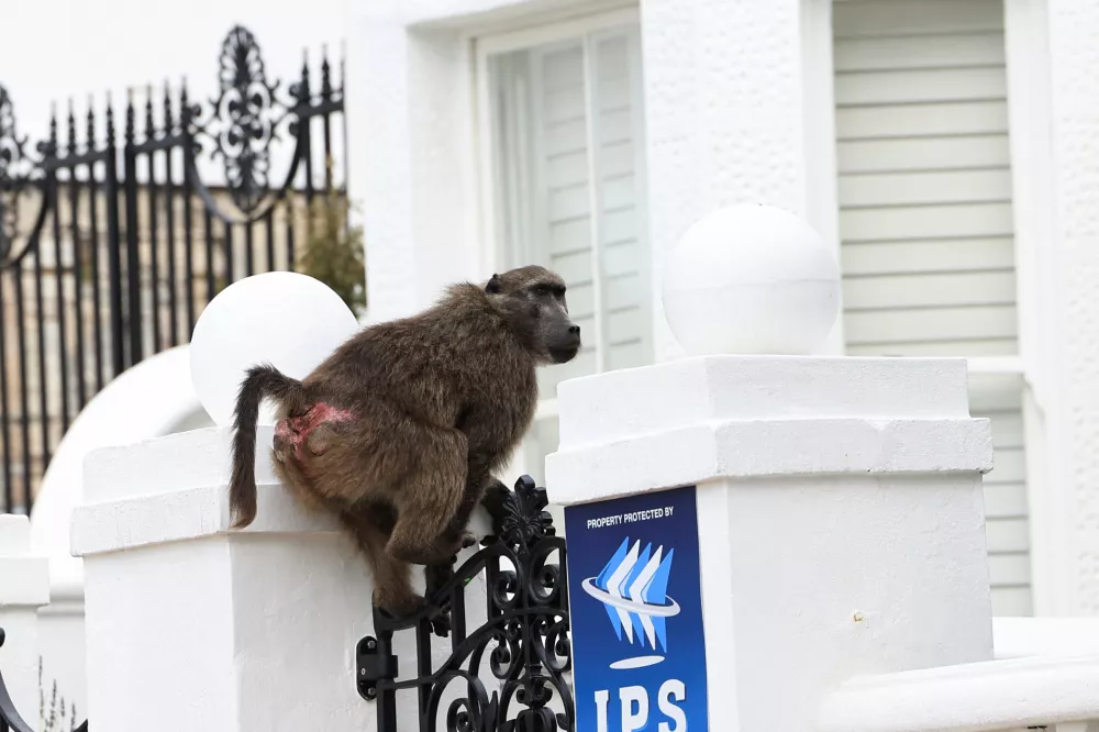 A baboon moves through the neigbourhood in Simon's Town as wild baboon troops face relocation to the Urban Wildlife Centre, in Cape Town, South Africa, September 15, 2026. REUTERS/Esa Alexander