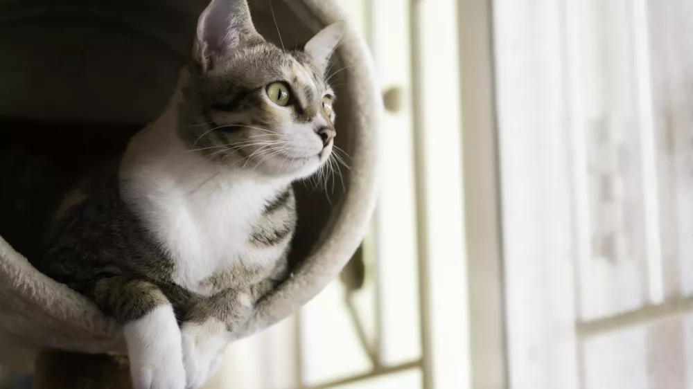 Pogled skozi okno lahko mačko razvedri. / Foto: Istock