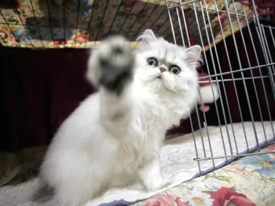 Sweet Pea, a 5 month old Persian owned by Jim and Sally Kology of Bristol, Conn. plays in his cage during the 3rd Annual Cat Fanciers Association-Iams Cat Championship, Saturday, Oct. 8, 2005 in New York. The CFA-Iams cat show is being held at Madison Square Garden through Sunday and features over 300 show cats. (AP Photo/Mary Altaffer)