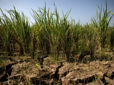 FILE PHOTO: Cracks appear on a paddy field in a drought-hit area during the dry season, amid forecasts that El Ni&ntilde;o may contribute to drier-than-normal conditions, in Rido Galuh village, Bekasi regency, Indonesia, July 16, 2026. REUTERS/Willy Kurniawan/File Photo