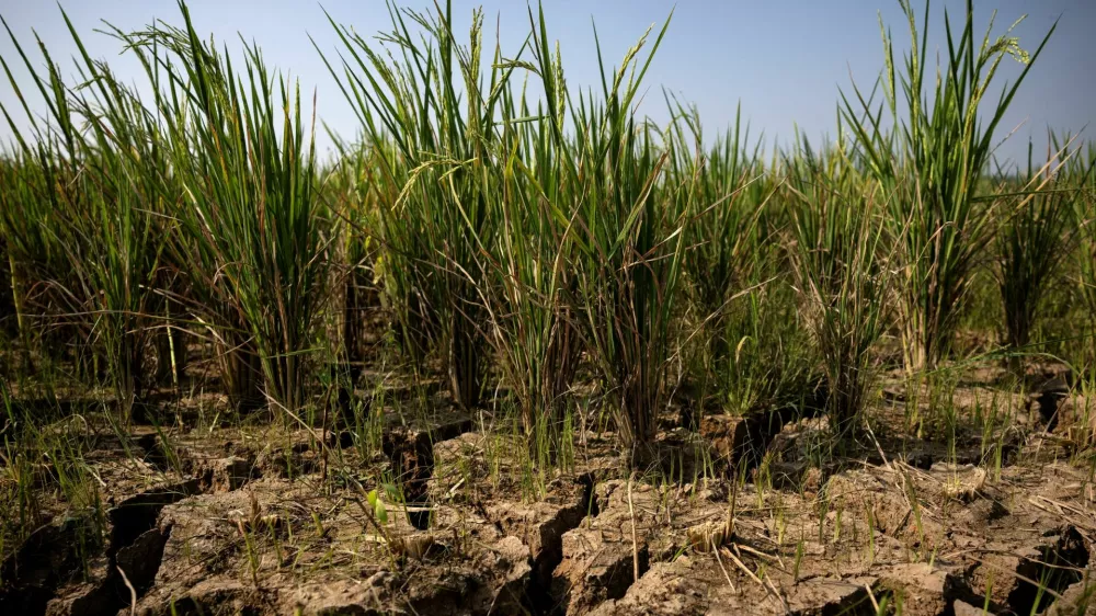 FILE PHOTO: Cracks appear on a paddy field in a drought-hit area during the dry season, amid forecasts that El Ni&ntilde;o may contribute to drier-than-normal conditions, in Rido Galuh village, Bekasi regency, Indonesia, July 16, 2026. REUTERS/Willy Kurniawan/File Photo