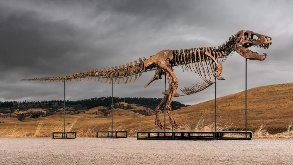 This undated photo provided by Sotheby's on Tuesday, July 14, 2026, shows "Gus," one of the largest and most complete Tyrannosaurus rex specimens ever discovered. (Matthew Sherman/Sotheby's via AP) / Foto: Matthew Sherman