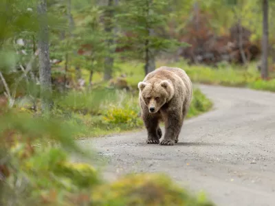 In this photo provided by Katmai Conservancy, a bear strolls in Alaska's Katmai National Park and Preserve in Sept., 2026. (Guy Runco/Katmai Conservancy via AP)
