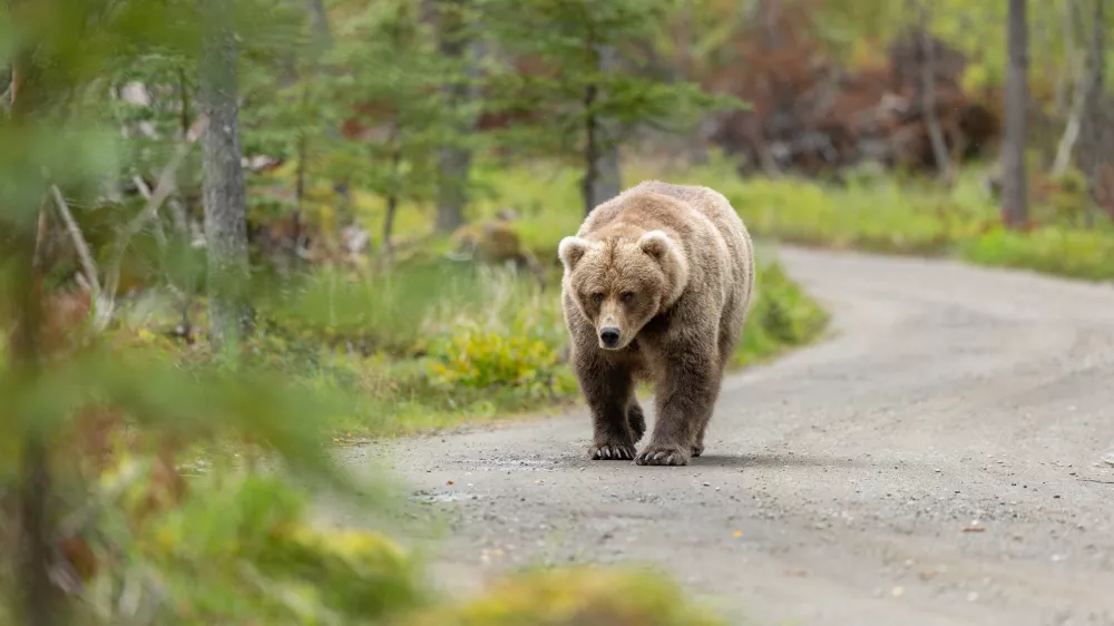 In this photo provided by Katmai Conservancy, a bear strolls in Alaska's Katmai National Park and Preserve in Sept., 2026. (Guy Runco/Katmai Conservancy via AP)