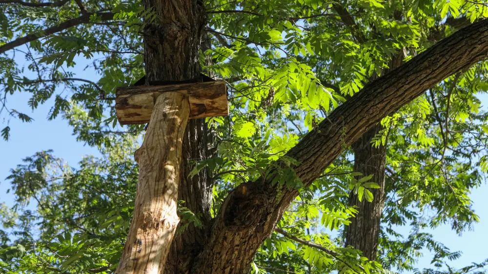 9.9.2026 - Podprto drevo - Miklo&scaron;ičev parkFoto: Luka Cjuha