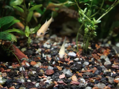 A couple of Fathead minnow (Pimephales promelas), which is commonly known as the rosy-red minnow, swimming in a densely planted tropical fish tank
