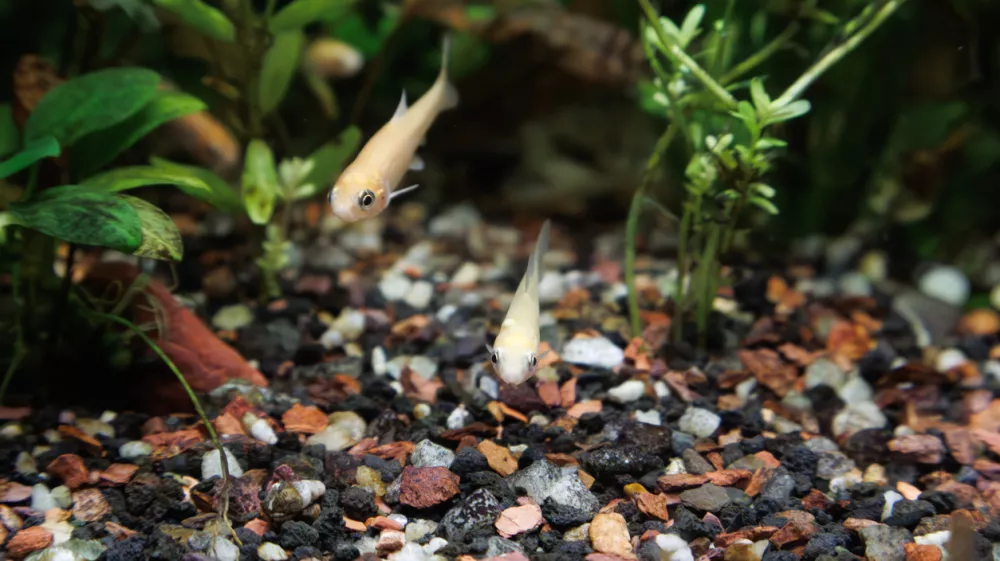 A couple of Fathead minnow (Pimephales promelas), which is commonly known as the rosy-red minnow, swimming in a densely planted tropical fish tank