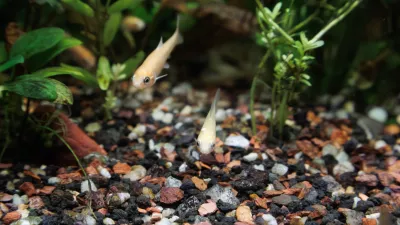 A couple of Fathead minnow (Pimephales promelas), which is commonly known as the rosy-red minnow, swimming in a densely planted tropical fish tank