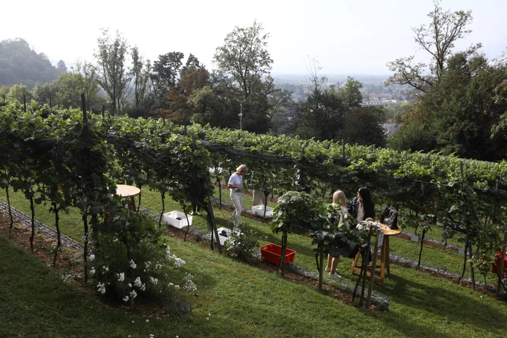 9.9.2025 - tradicionalna trgatev v grajskem vinogradu; Ljubljanski grad, grajski vinogradtrgatev, grozdje, trtaFoto: Luka Cjuha