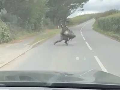 Mo&scaron;ki je posku&scaron;al ujeti emuja, ta pa je imel svoje načrte.