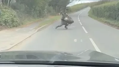 Mo&scaron;ki je posku&scaron;al ujeti emuja, ta pa je imel svoje načrte.