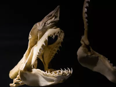 fossilized shark skeleton close up