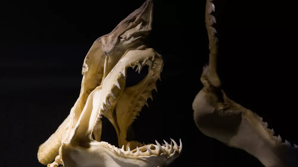 fossilized shark skeleton close up