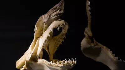 fossilized shark skeleton close up