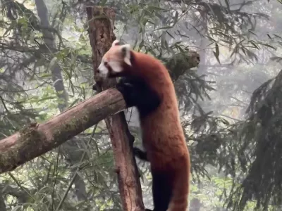 V ZOO Ljubljana so z veseljem sprejeli novo prebivalko, mlado mačjo pando Pyaro. Foto: posnetek zaslona