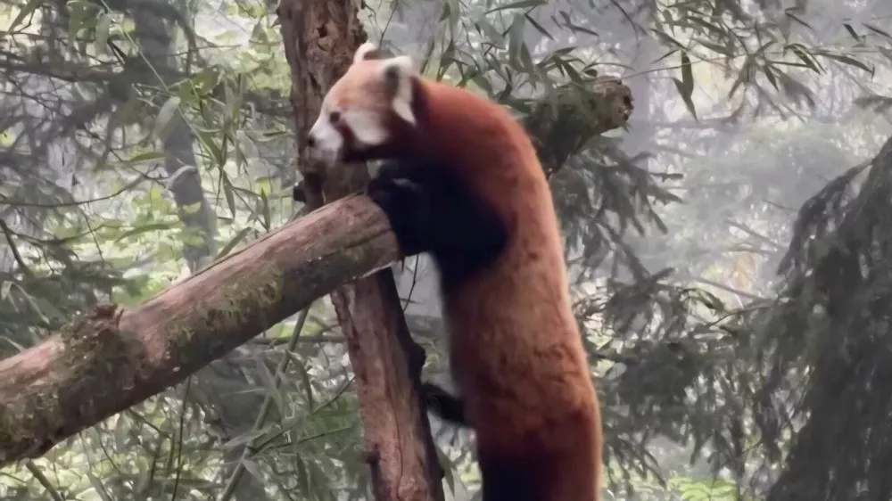 V ZOO Ljubljana so z veseljem sprejeli novo prebivalko, mlado mačjo pando Pyaro. Foto: posnetek zaslona