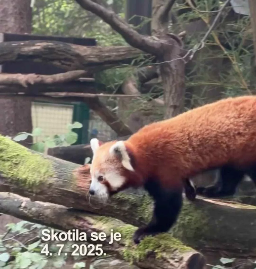 Pyara je pripotovala iz francoskega živalskega vrta Les Terres de Nata&eacute;. Foto: posnetek zaslona
