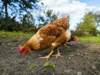 Eye level with a free range chicken. Blue sky in the background.