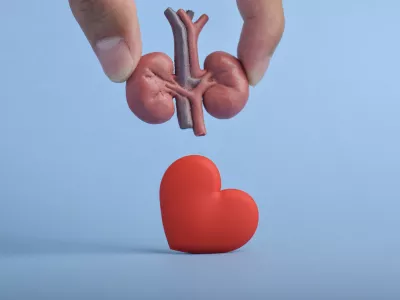 Kidney health care concept with hand holding kidney model above red heart, symbolizing organ care, medical support, awareness and importance of renal health. / Foto: Muhammad Labib Adilah Getty Images