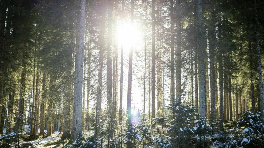 - 28.12.2019 - simboli?na fotografija - gozd, zima, sonce, drevo, drevesa, narava//FOTO: Matja? Ru?t / Foto: Matja Rut