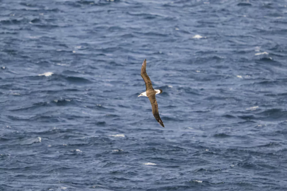 Laysanski albatros med letom / Foto: Istock