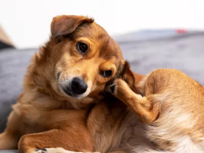 Pes poslu&scaron;a človeka. / Foto: Istock