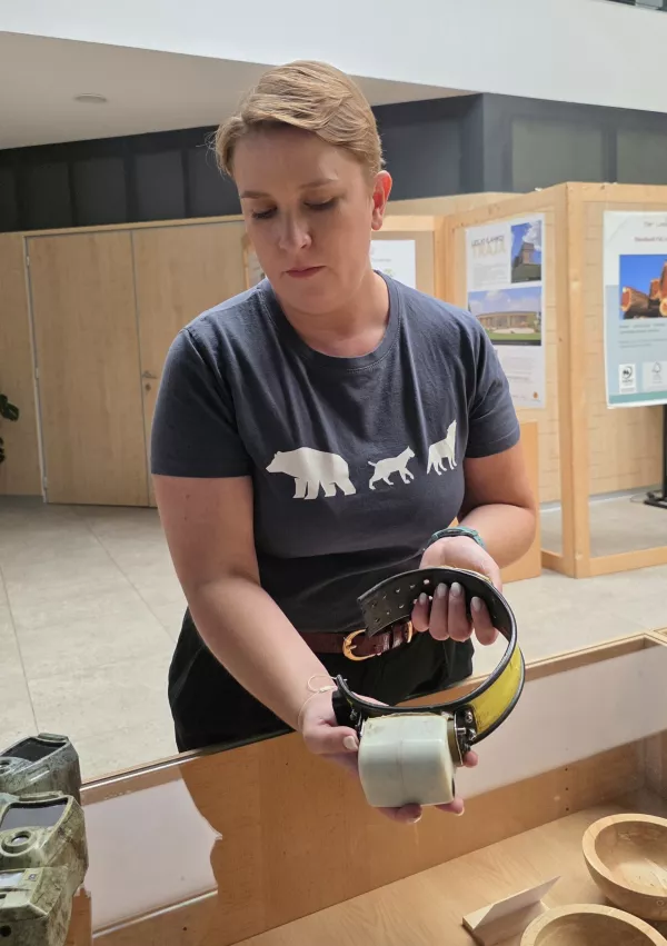 center divjih zveri Dina pivka, ovratnica volka Slavca, volk Slavec, Biotehni&scaron;ka fakulteta, Helena &Scaron;neberger Mandelj Zavod za turizem Pivka / Foto: Katja Gle&scaron;čič 