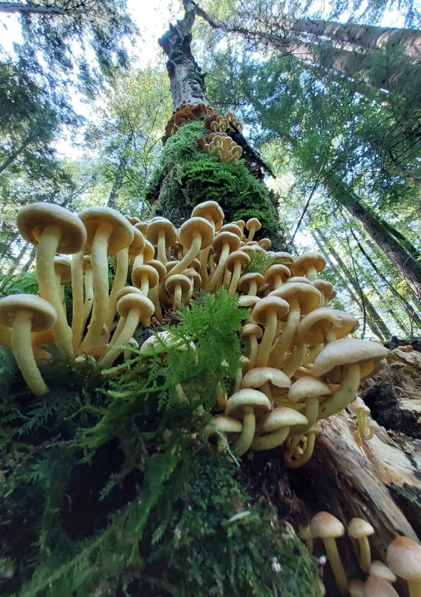 navadna žveplenjača / Foto: Rok Debeljak 