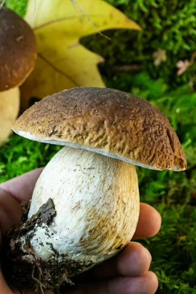 Closeup of left hand holding porcino mushroom above green mossy background with leaves of plane tree. Bolete, boletus edulis / Foto: Robertax