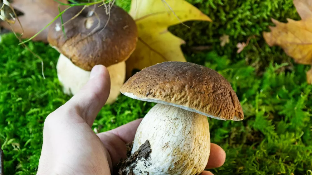 Closeup of left hand holding porcino mushroom above green mossy background with leaves of plane tree. Bolete, boletus edulis / Foto: Robertax