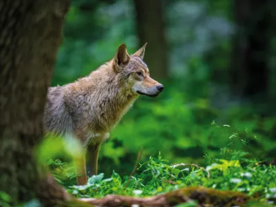 Close Wolf in summer forest. Wildlife scene from nature. Wild animal in the natural habitat