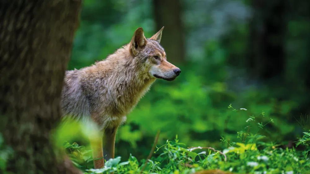 Close Wolf in summer forest. Wildlife scene from nature. Wild animal in the natural habitat