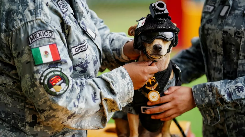A member of the National Guard places a helmet on Comando, a Chihuahua adopted by Mexico's National Guard that has become one of the force's most recognizable public faces through appearances at ceremonies and community events, at a military base in Mexico City, Mexico, September 29, 2026. REUTERS/Toya Sarno Jordan   TPX IMAGES OF THE DAY