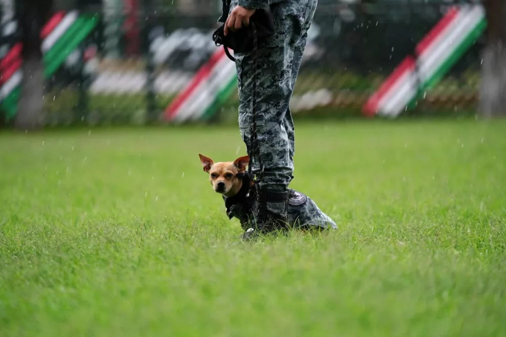 A member of the National Guard stands beside Comando, a Chihuahua adopted by Mexico's National Guard that has become one of the force's most recognizable public faces through appearances at ceremonies and community events, at a military base in Mexico City, Mexico, September 29, 2026. REUTERS/Toya Sarno Jordan