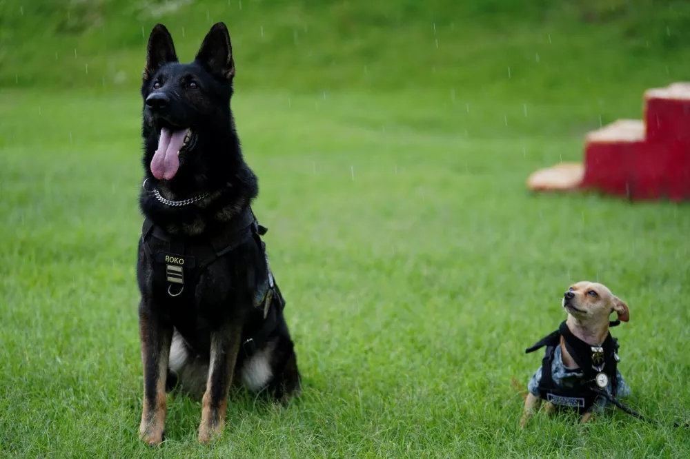 Comando, a Chihuahua adopted by Mexico's National Guard that has become one of the force's most recognizable public faces through appearances at ceremonies and community events, sits beside another dog at a military base in Mexico City, Mexico, September 29, 2026. REUTERS/Toya Sarno Jordan