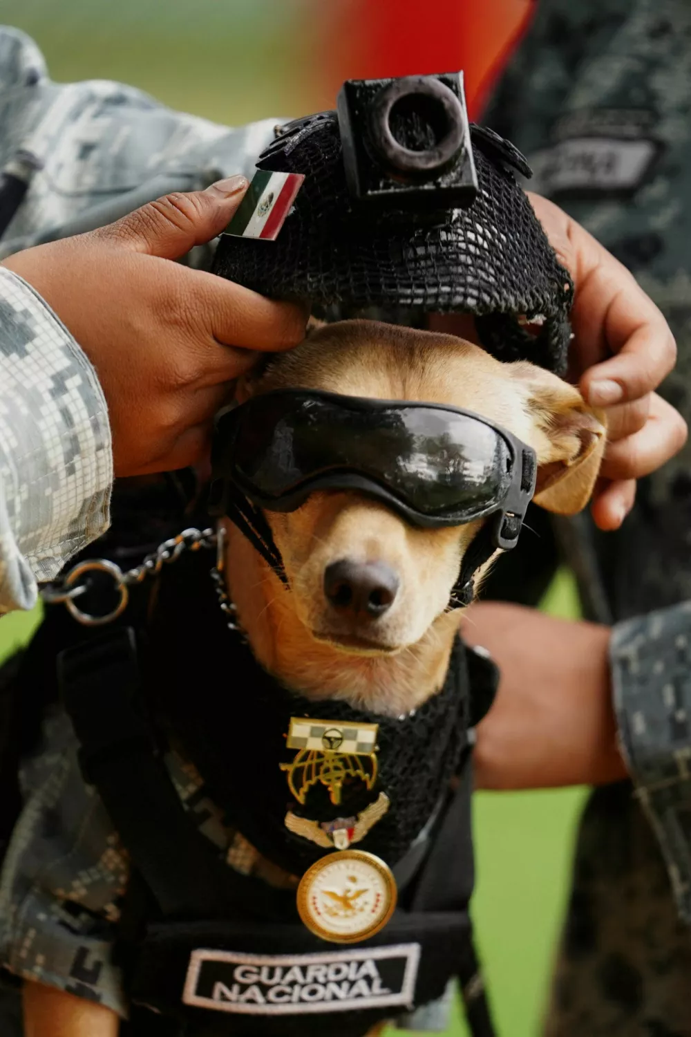 A member of the National Guard places a helmet on Comando, a Chihuahua adopted by Mexico's National Guard that has become one of the force's most recognizable public faces through appearances at ceremonies and community events, at a military base in Mexico City, Mexico, September 29, 2026. REUTERS/Toya Sarno Jordan