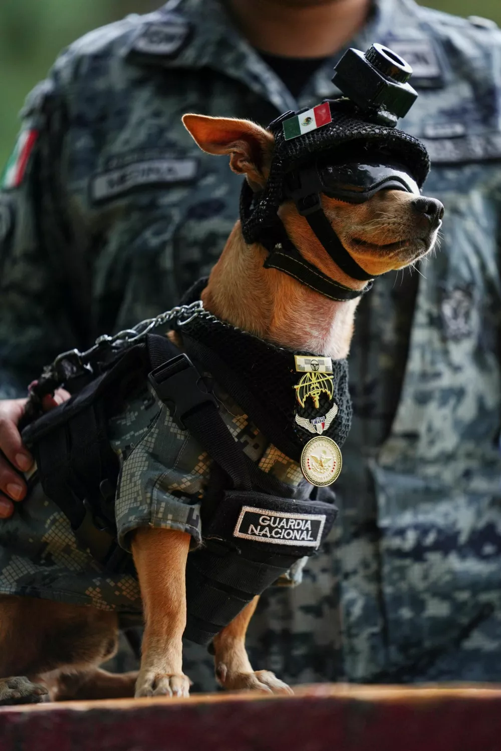 A member of the National Guard stands beside Comando, a Chihuahua adopted by Mexico's National Guard that has become one of the force's most recognizable public faces through appearances at ceremonies and community events, at a military base in Mexico City, Mexico, September 29, 2026. REUTERS/Toya Sarno Jordan