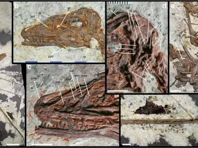 Norellraptor barsboldi 