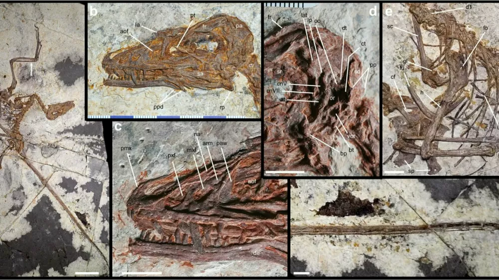 Norellraptor barsboldi 