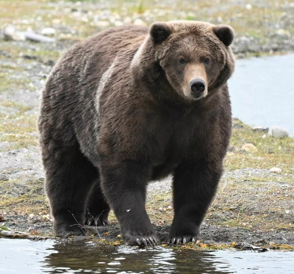 This Sept. 9, 2026 photo provided by the National Park Service shows Bear 910 standing along the Brooks River in Katmai National Park and Preserve in Alaska. (C. Loberg/National Park Service via AP) / Foto: C. Loberg