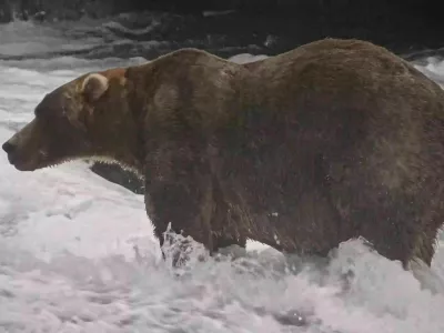 This image from video provided by explore.org shows a brown bear known as "Backpack," officially named Bear 89, wading through Brooks River on Sept. 8, 2026, in the Katmai National Park and Preserve in Alaska. (explore.org via AP) / Foto: Ap