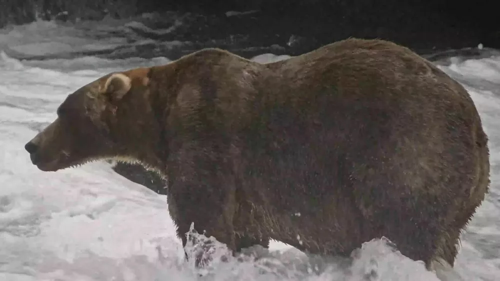 This image from video provided by explore.org shows a brown bear known as "Backpack," officially named Bear 89, wading through Brooks River on Sept. 8, 2026, in the Katmai National Park and Preserve in Alaska. (explore.org via AP) / Foto: Ap