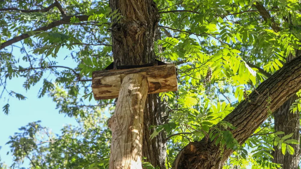 9.9.2026 - Podprto drevo - Miklo&scaron;ičev parkFoto: Luka Cjuha