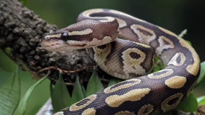 head and skin python regius