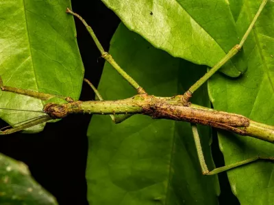 Ga najdete? Samica nove vrste Anchiale mabiensis se med listjem skoraj zlije z okolico. Živi v ogroženem gozdu Mabi na Athertonski planoti v avstralskem Queenslandu; iztegnjena meri 16,3 centimetra. The University of SydneyFoto: Angus J. Emmott/Jones et al., Austral Entomology / Foto: Foto: Angus J. Emmott/jones Et Al., Austral Entomology