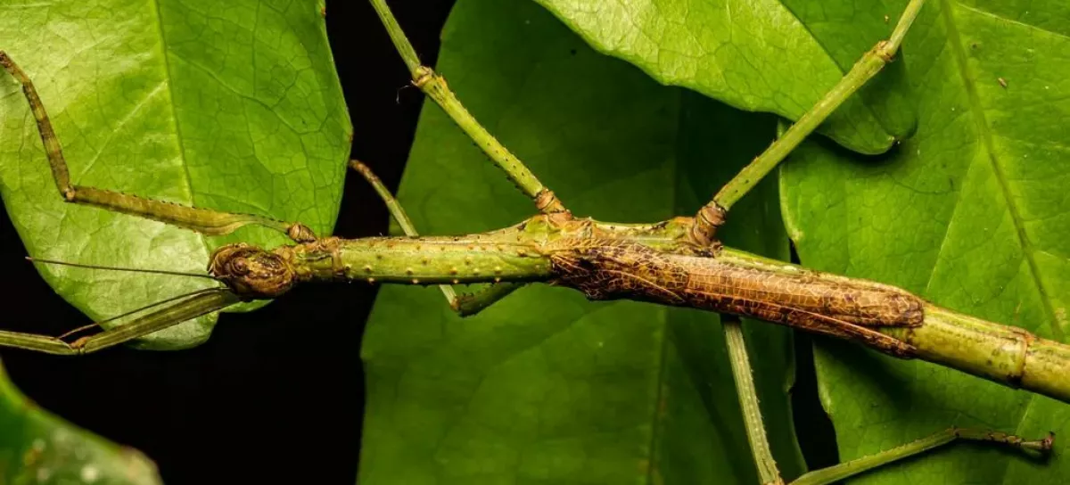 Ga najdete? Samica nove vrste Anchiale mabiensis se med listjem skoraj zlije z okolico. Živi v ogroženem gozdu Mabi na Athertonski planoti v avstralskem Queenslandu; iztegnjena meri 16,3 centimetra. The University of SydneyFoto: Angus J. Emmott/Jones et al., Austral Entomology / Foto: Foto: Angus J. Emmott/jones Et Al., Austral Entomology