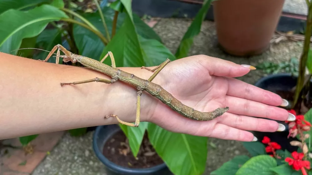 Brown stick insect in perfect camouflage perched on a person's arm. Insect, nature, interaction, garden. / Foto: Nilton Eduardo Maia