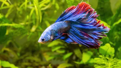 Blue Siamese Fighting Fish, Rosetail Halfmoon Aquarium Pet, Blue Red Betta Splendens in Fish Tank Closeup / Foto: Artem Stepanov